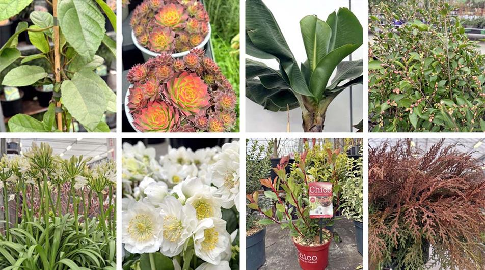 Plantarium Groen-Direkt